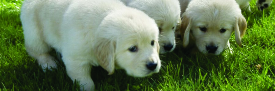 Perioada de gestatie la caini: Semne si durata